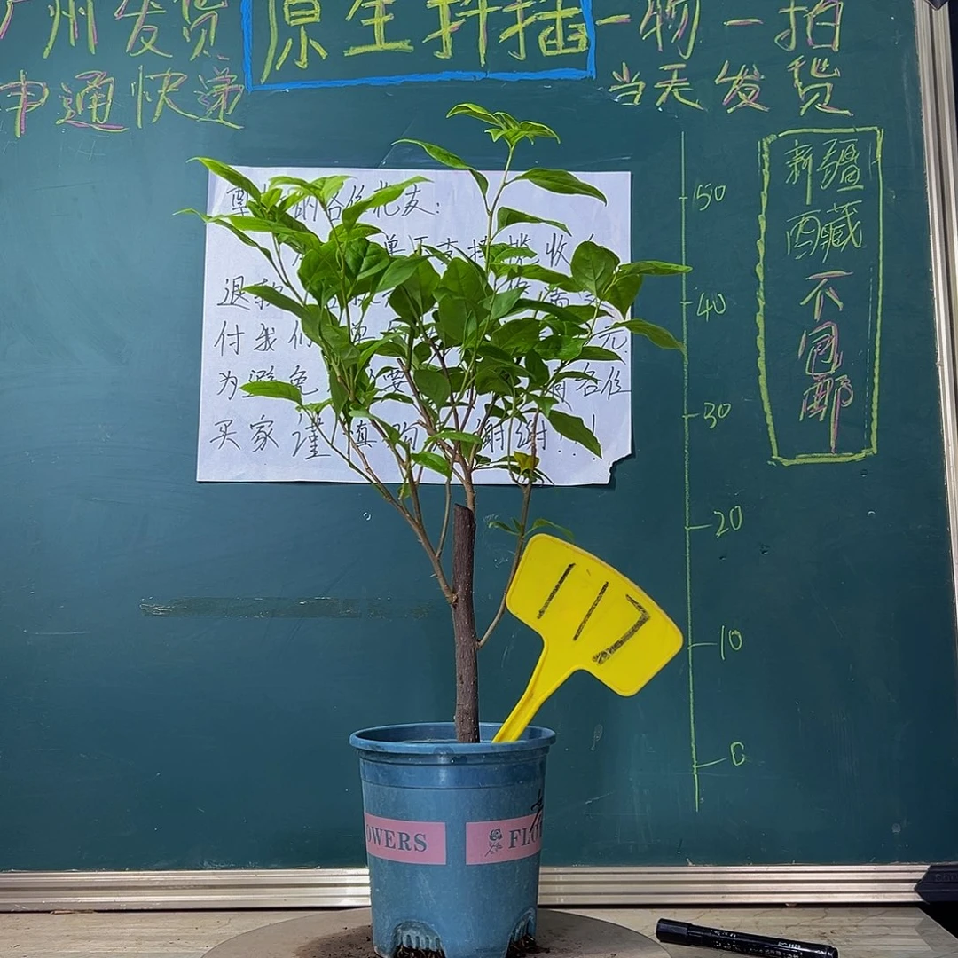 当前无花栽培后可以开花苏瓦娜 117