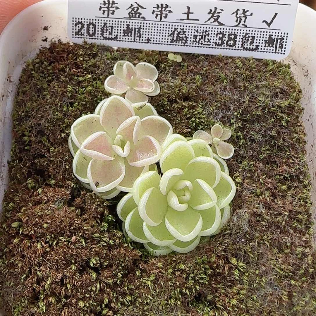 多肉0916-143爱丽丝捕虫堇