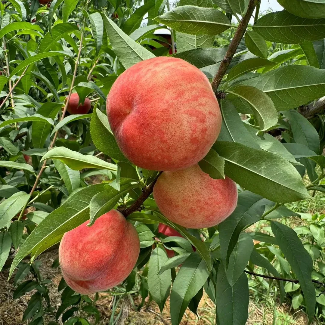蓟县山坡水蜜桃 4.5斤 顺丰包邮当季新鲜水果桃子天津市