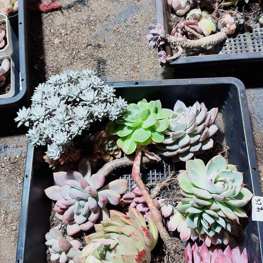 半**枝满20包邮零下拍保温箱37号无售后