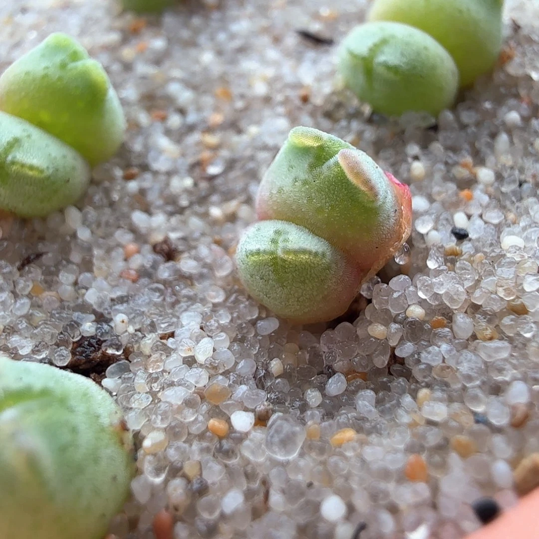 2.21.8/985猪蹄宝宝新头