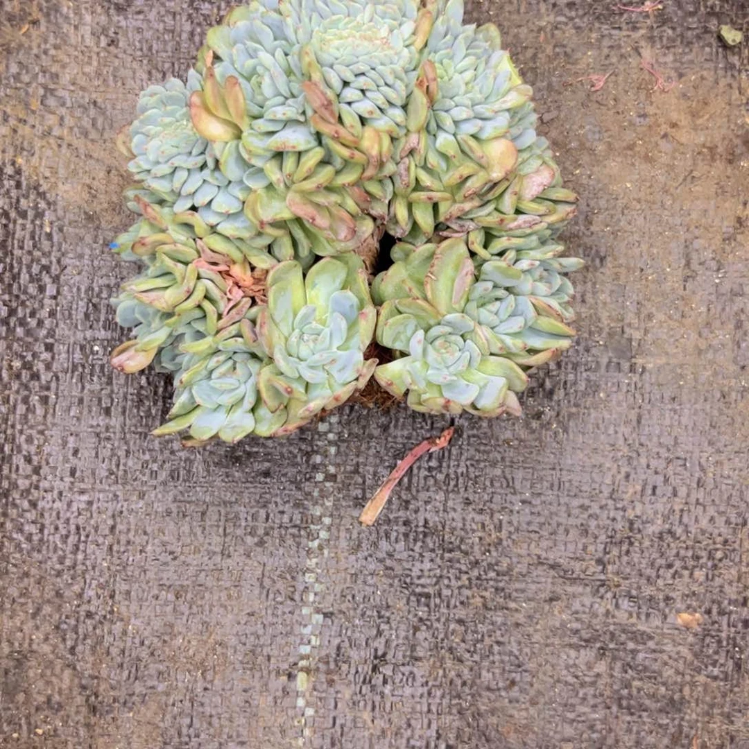 无花朵兰*友家多肉一物一拍