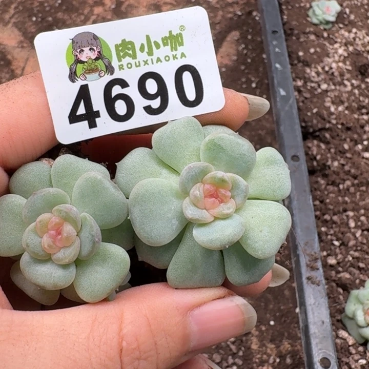 多肉植物多肉植物