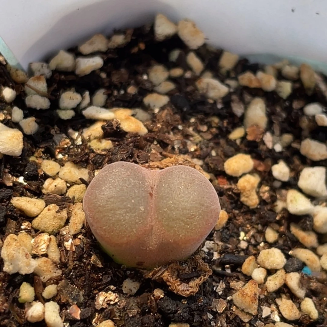 4-8红风铃多肉植物肉锥