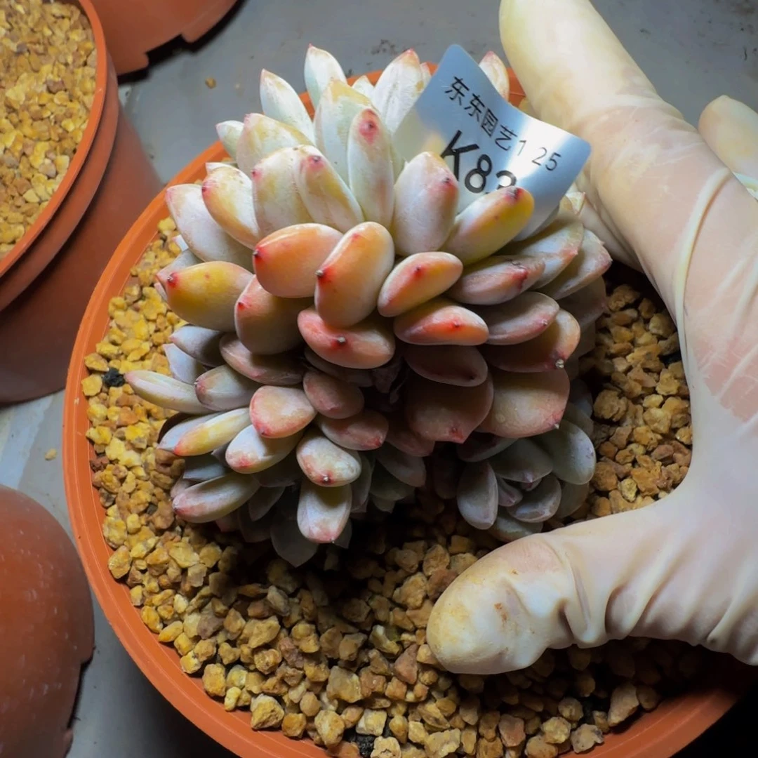 k k k k k k k k 83