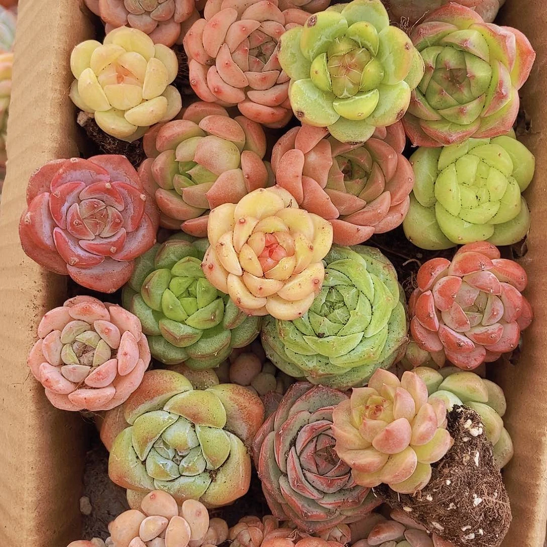 000001量拍保底20颗，小