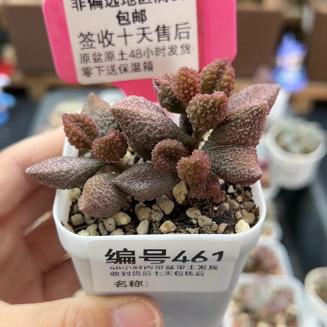 461荔枝皮多肉植物