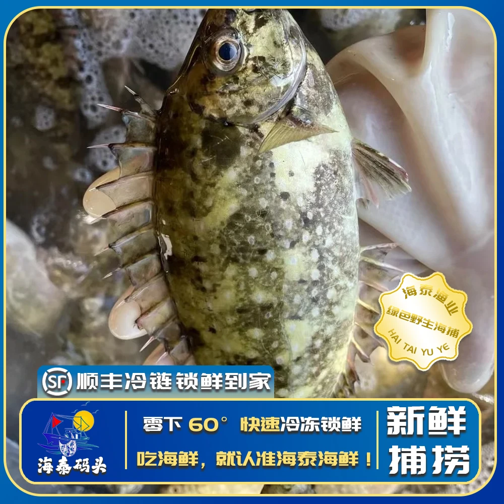【泥猛鱼】源自野生深海捕捞鲜活速冻冷链锁鲜直达冷链到家2