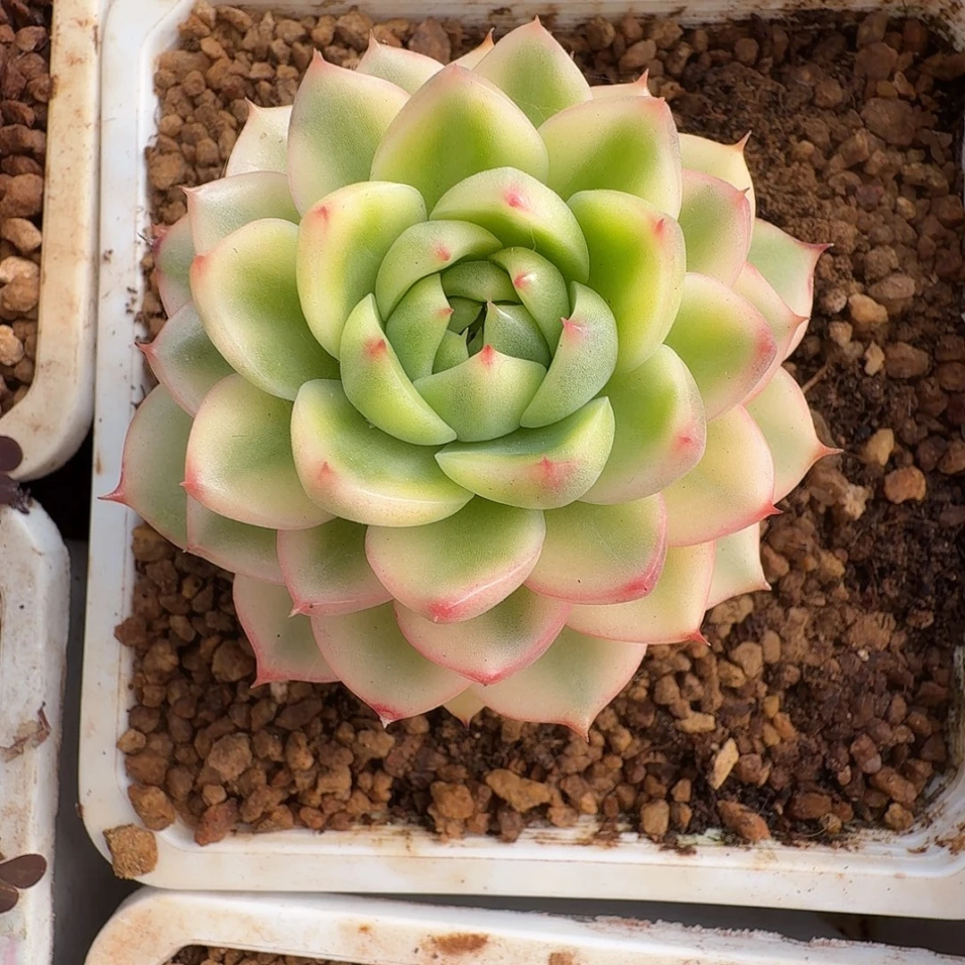 月亮石锦1111220-309