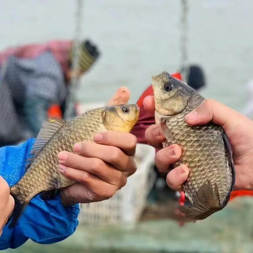 【现捕现发保鲜不保活】微山湖野生鲫鱼现捕现发 （顺丰发货）