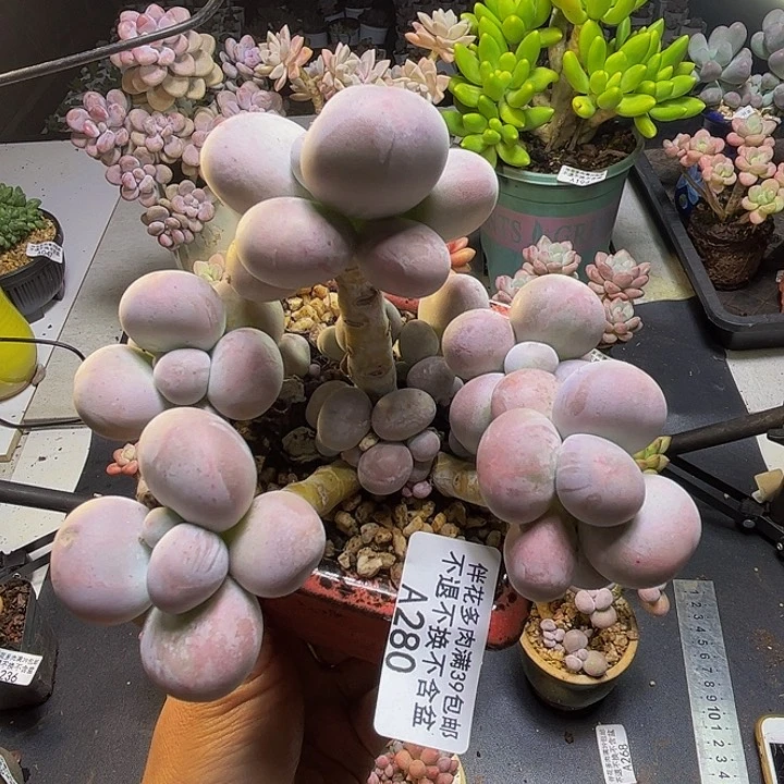 芭比奶酪280/10cm多肉