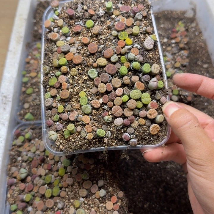 随***3多肉植物的生长78