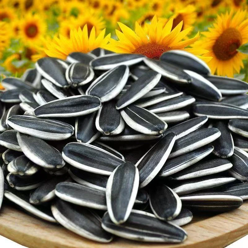 【买一斤送一斤】新货生瓜子干货葵瓜子年货新鲜葵花籽休闲零食坚果