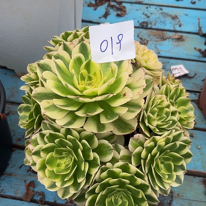 091伊丽莎白朵朵发发发