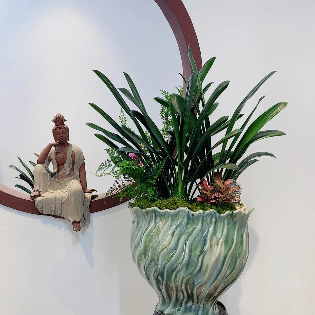 无花朵高端盆景一物一拍