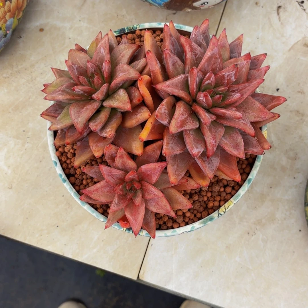 小小弟精品多肉杜卡迪