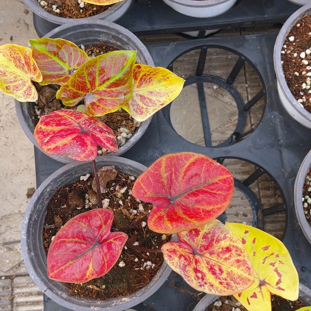 完全开放黄金红斑。