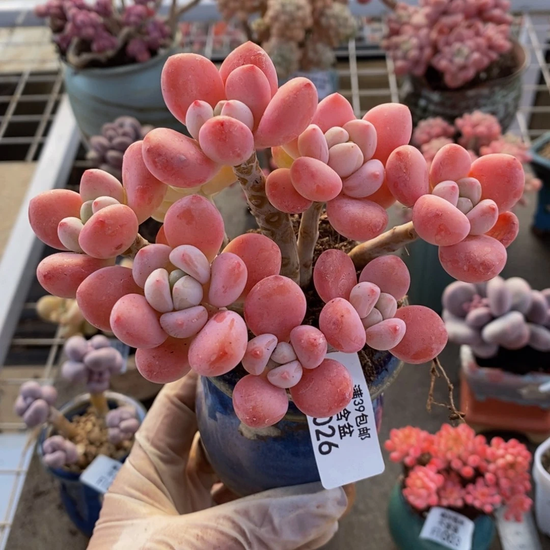 樱花洛神026/10cm