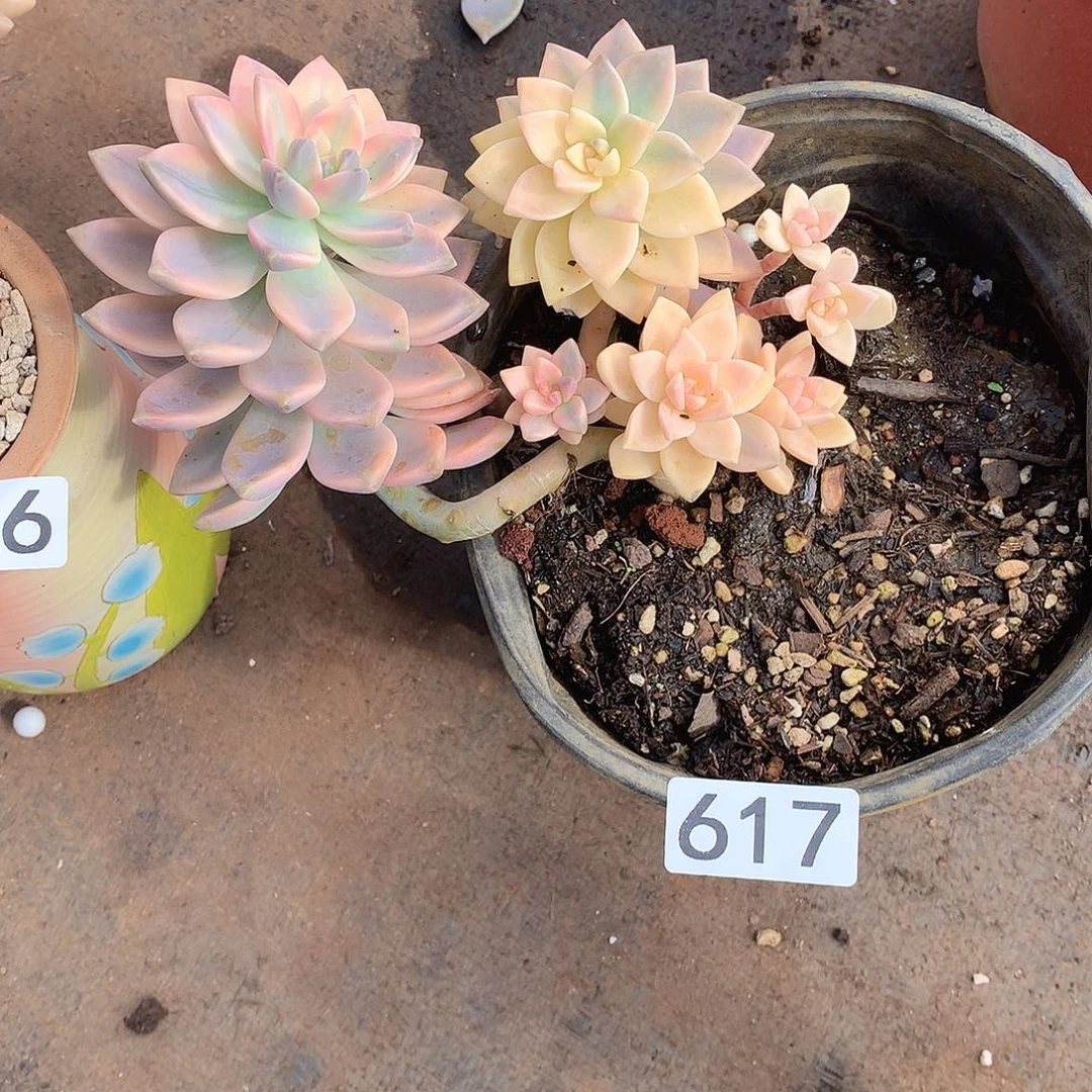 617 一物一拍多肉