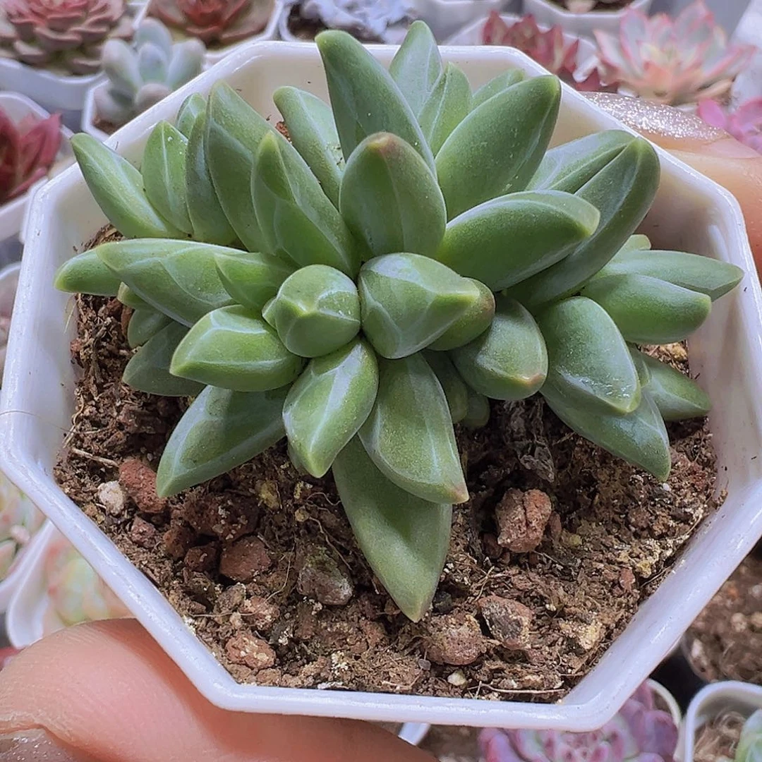 梵高19包邮多肉植物