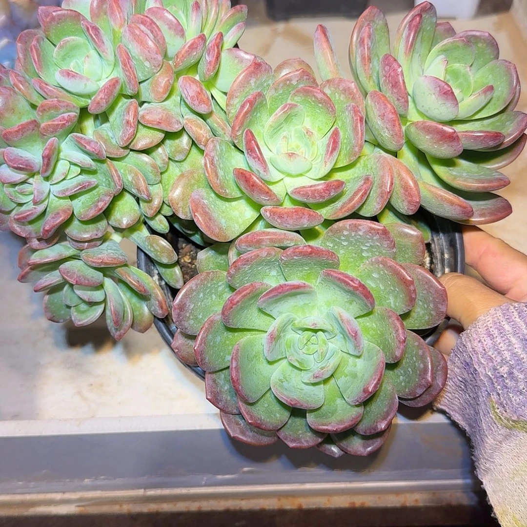 拉萨整无砍带缀化