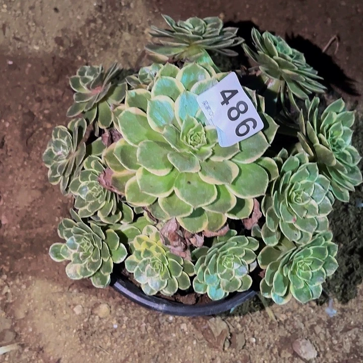 486孔雀翎多肉植物
