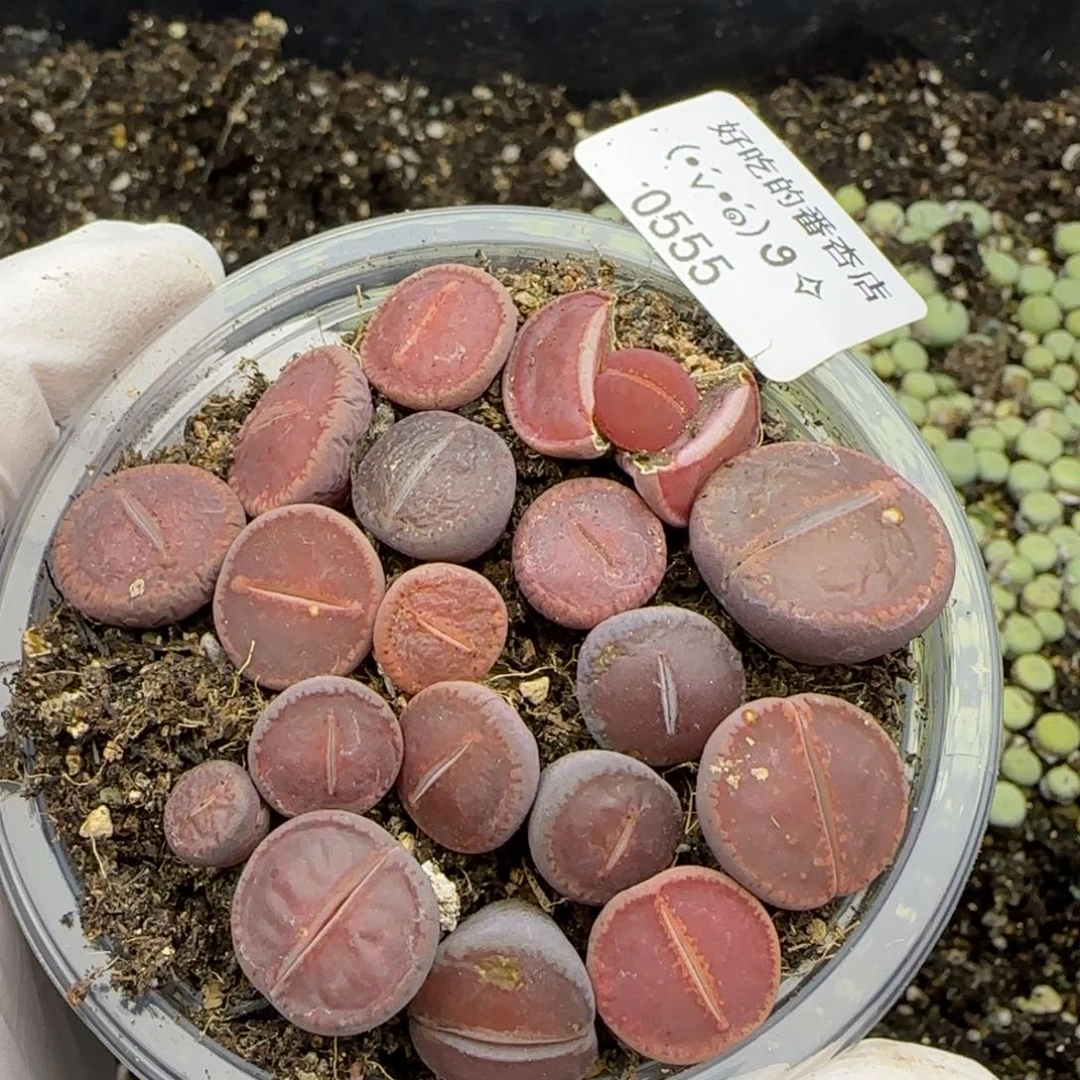 0555。默认脱土。18包邮。偏远88包邮