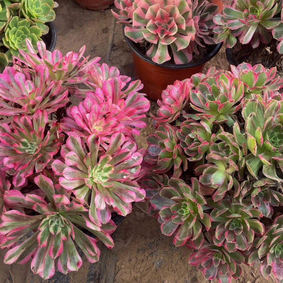 安娜+红铜白福利脱土