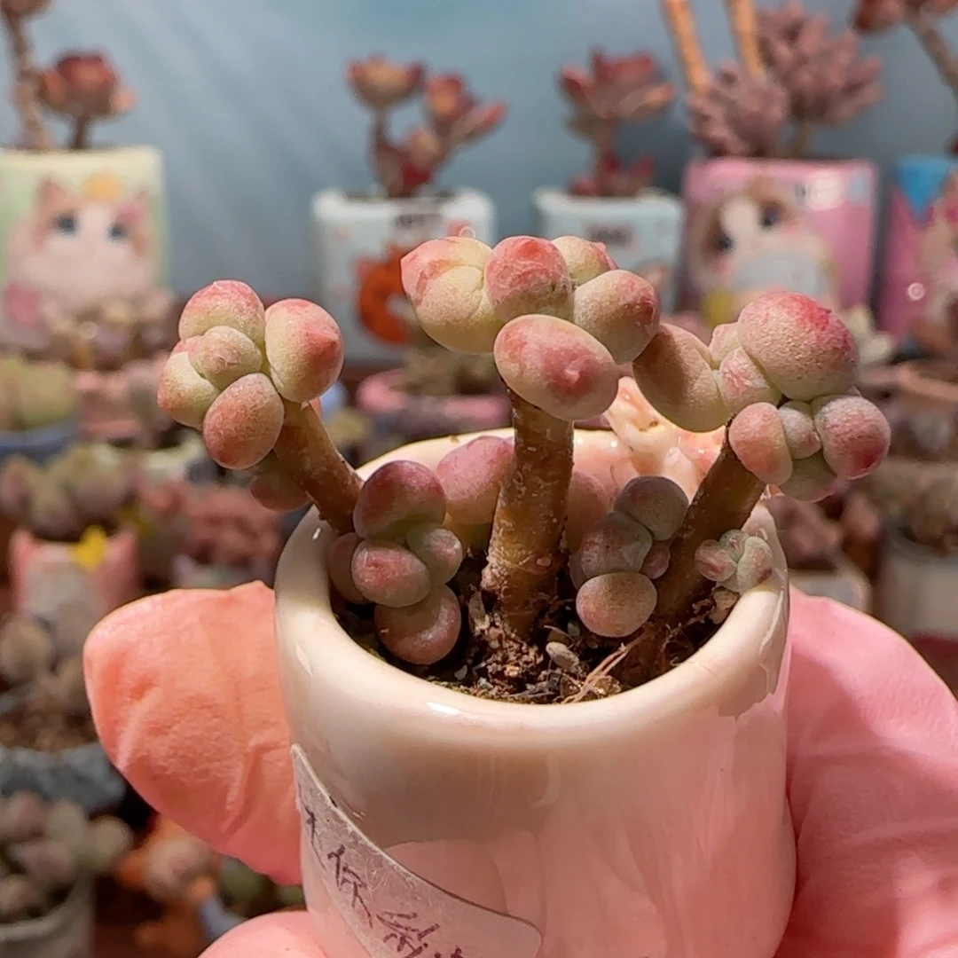 造型迷你彩虹奶 盆口2cm
