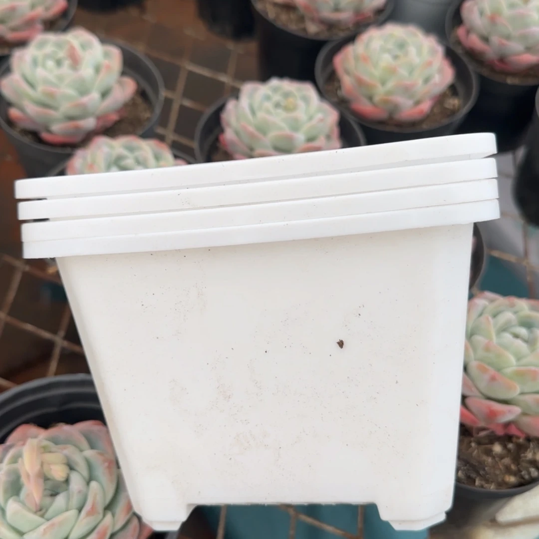 【闪购商品】五个160白方