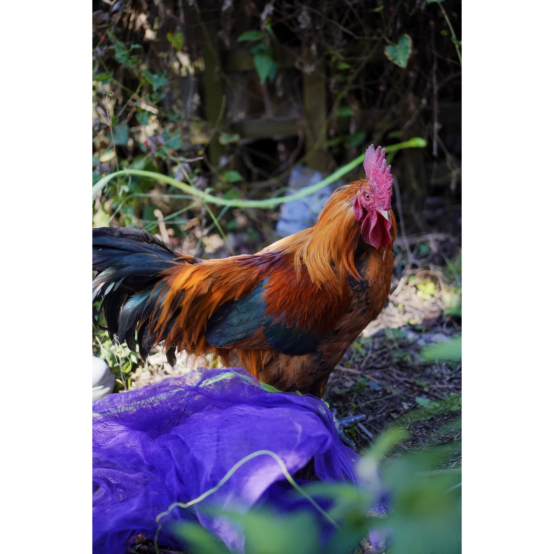 农村纯粮散养土鸡 包冰率不含冰