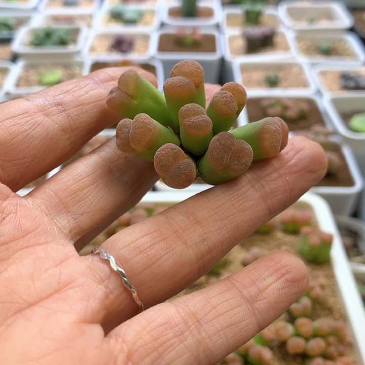 糖****豆福利福利 肉锥植物