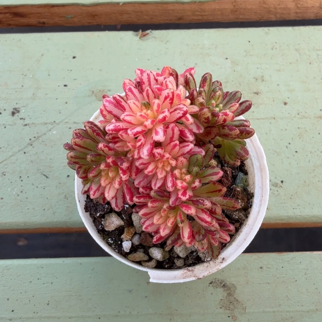 小人祭锦锦上园艺一物一拍