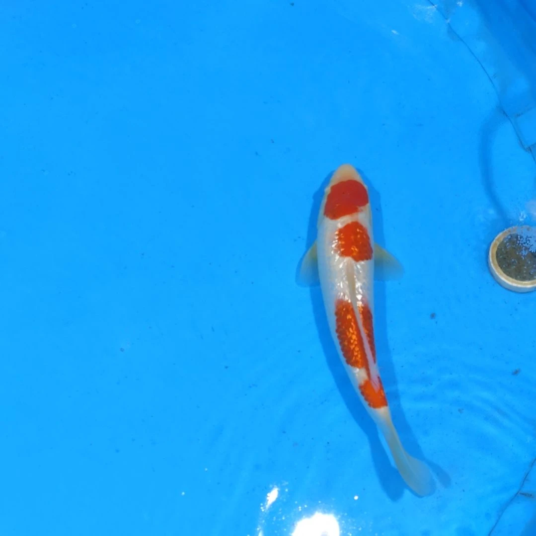 锦鲤28公分红白不寄养手术过