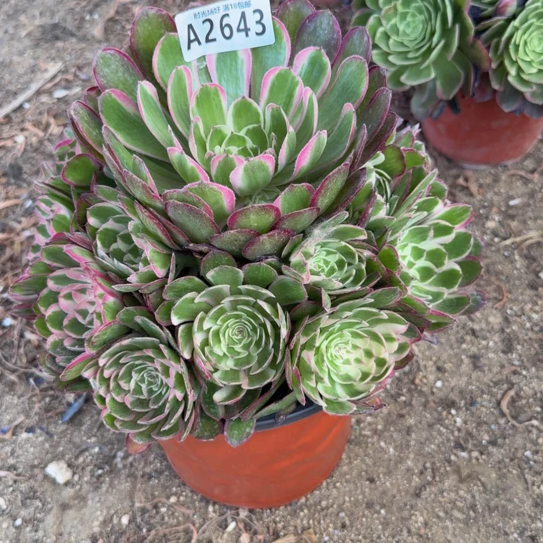 2643瑶光。多肉植物