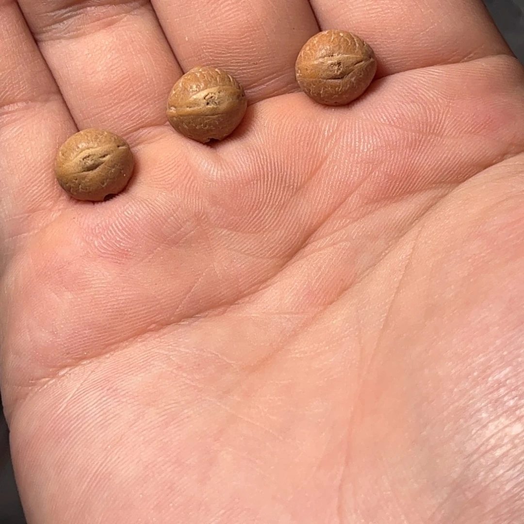 桃核吊坠11mm+，凤眼菩提开孔不退，偏远不包