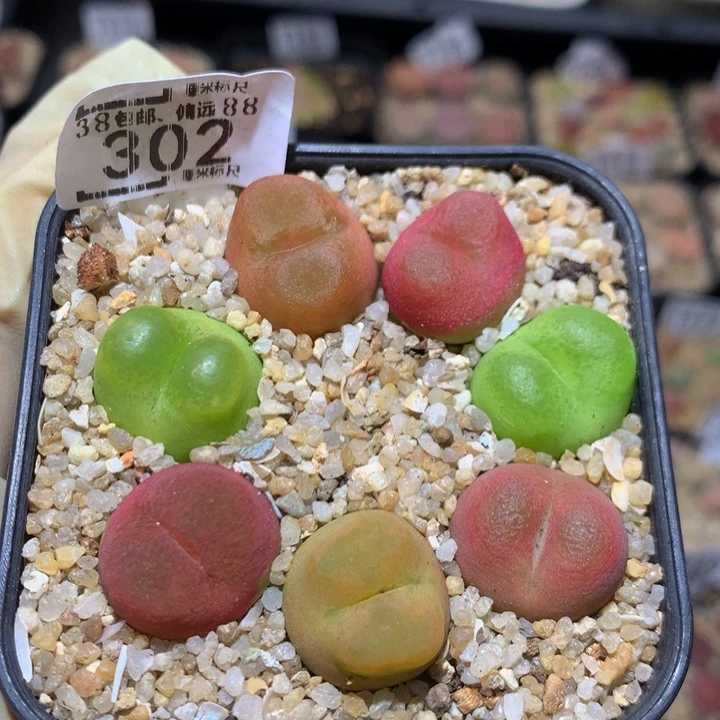 Sss精品生石花302