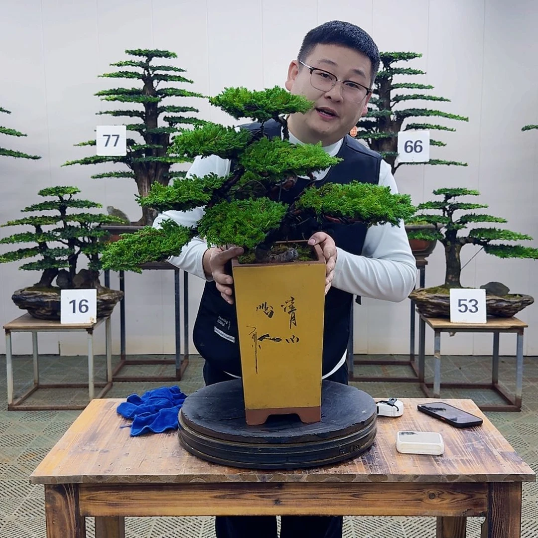 盆景柏树造型盆景