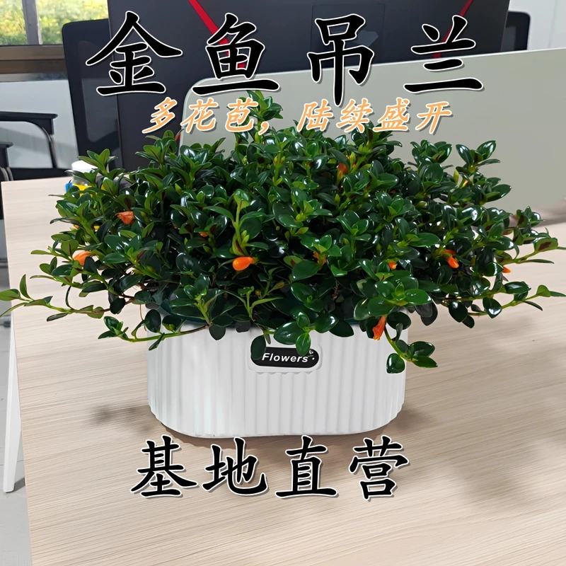 雅雯盆金鱼吊兰盆栽四季开花花卉室内外耐热耐寒盆栽