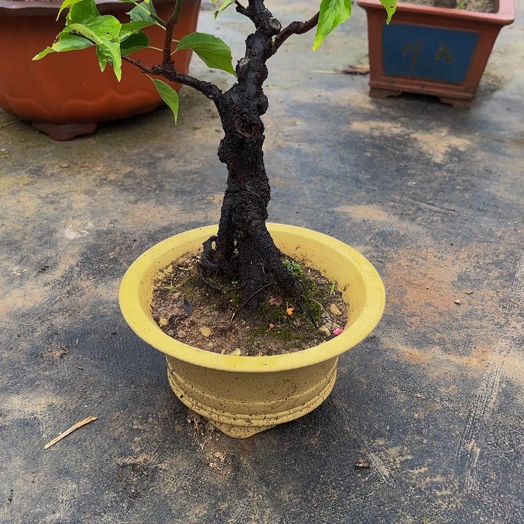 完全开放梅花盆景造型盆栽花卉