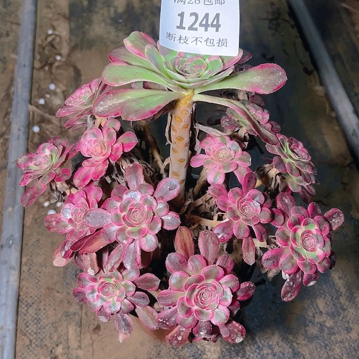 1244香奈儿多肉植物