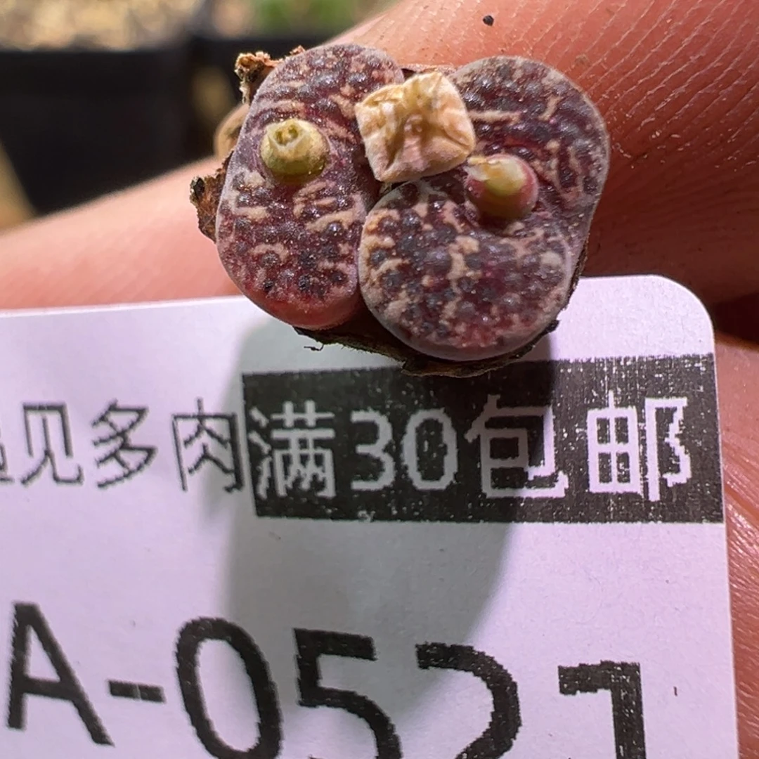 多肉植物1111111111111