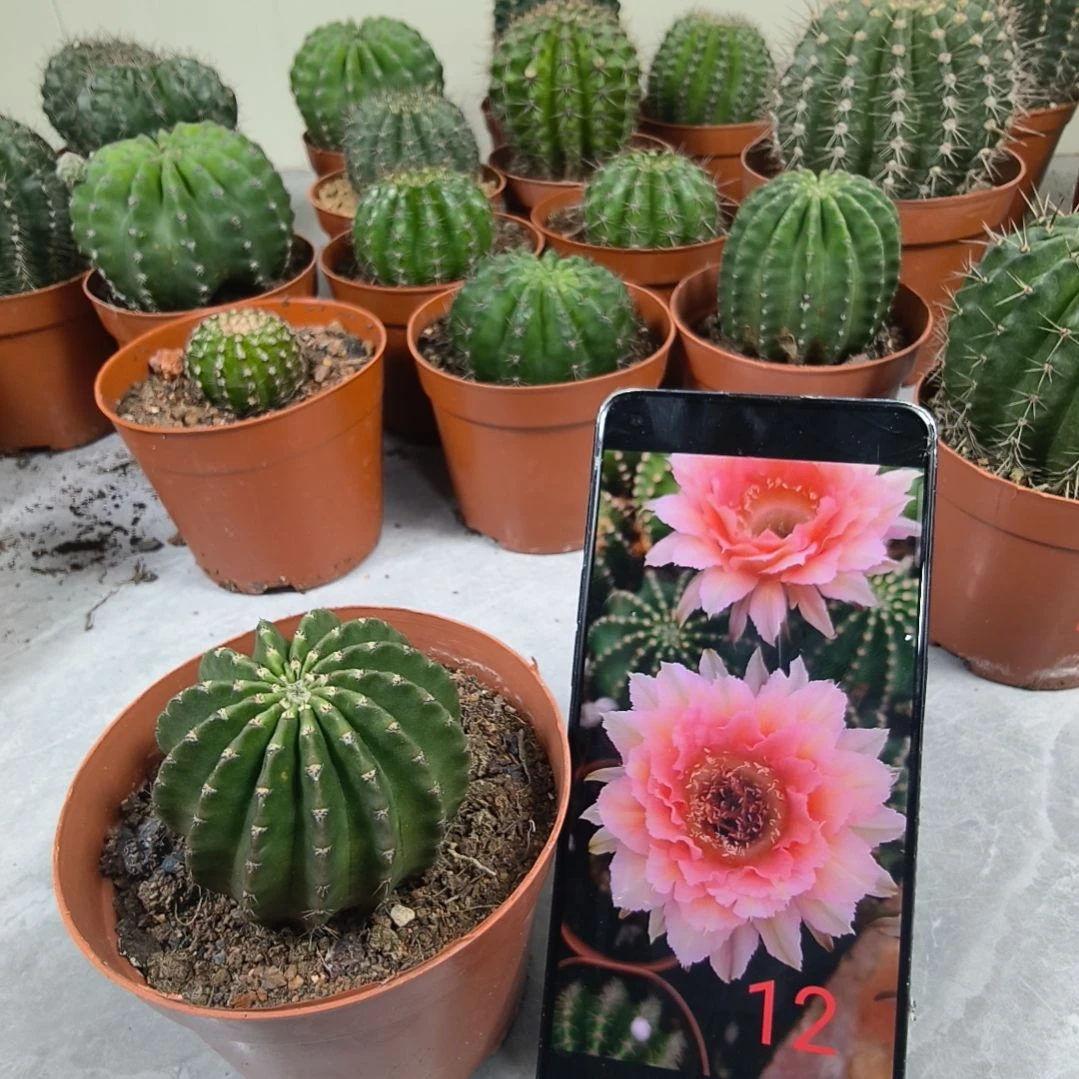 金刚12号带盆发（6cm）