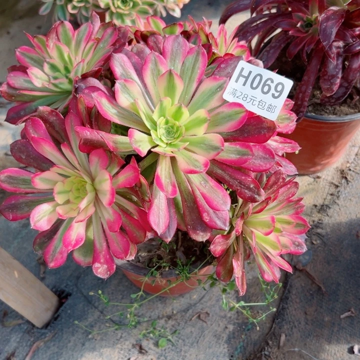 69维纳丝多肉植物