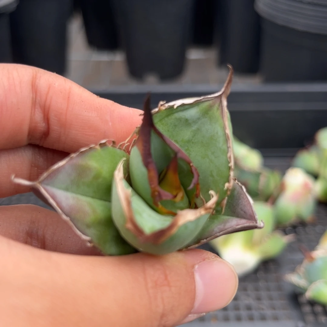 龙舌兰仁王冠芽子