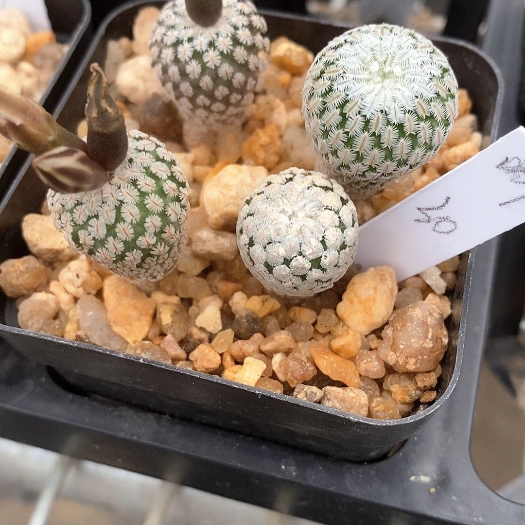 嘟**君土土土花花花花花花花花