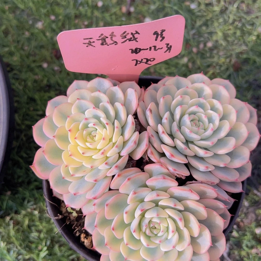 香玉的故事是一个人的