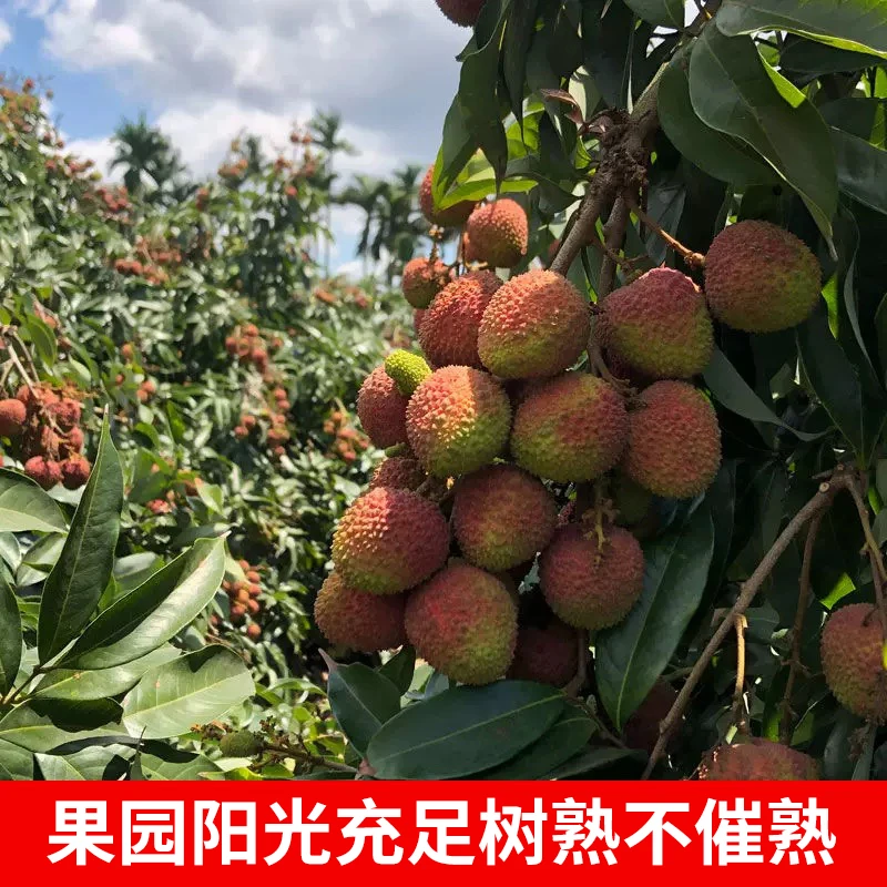 广东头茬妃子笑荔枝新鲜现摘清甜多汁肉厚核小ems冷链发
