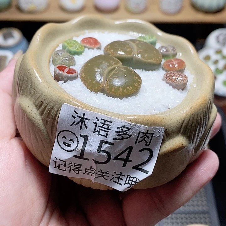 精美盆栽 一物一拍1542