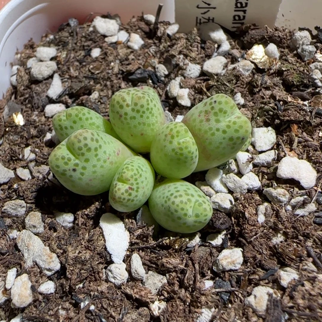 肉锥多肉植物组合-草莓斑马686